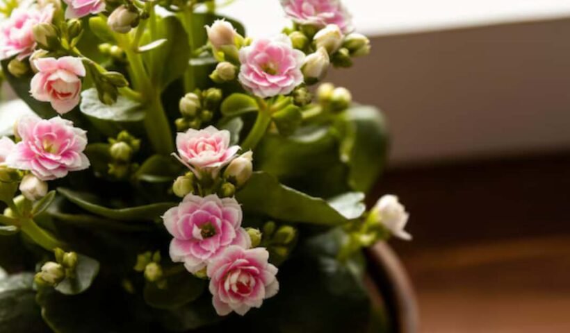 Kalanchoe