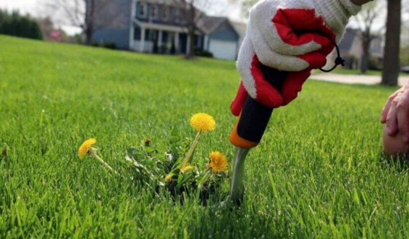 Scarify Your Lawn