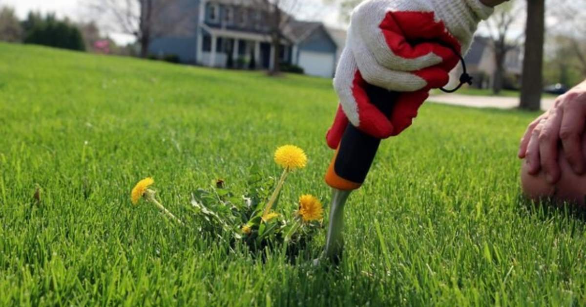 Scarify Your Lawn